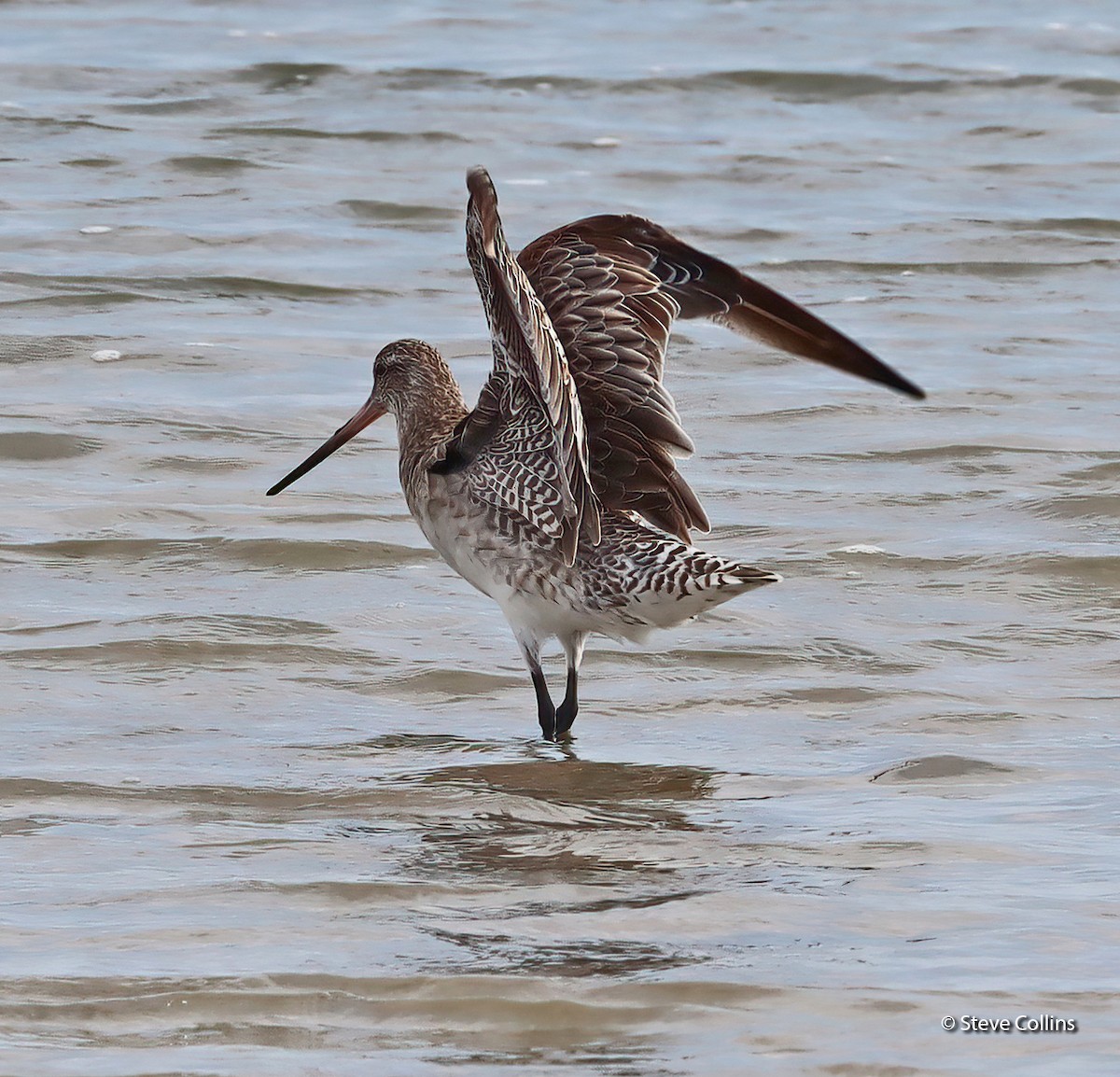 Bar-tailed Godwit (Siberian) - ML615132903