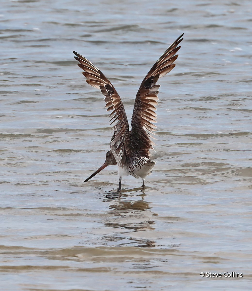 Bar-tailed Godwit (Siberian) - ML615132904