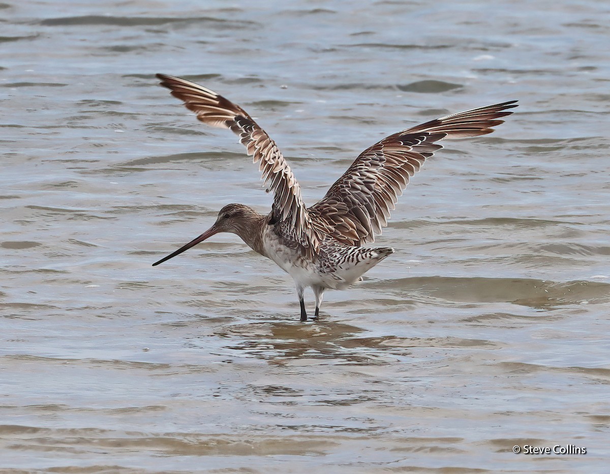 Bar-tailed Godwit (Siberian) - ML615132905