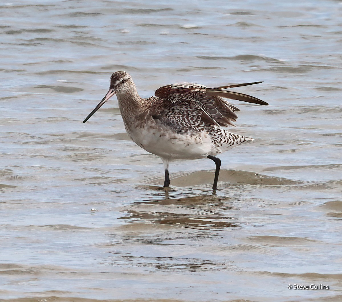 Bar-tailed Godwit (Siberian) - ML615132908
