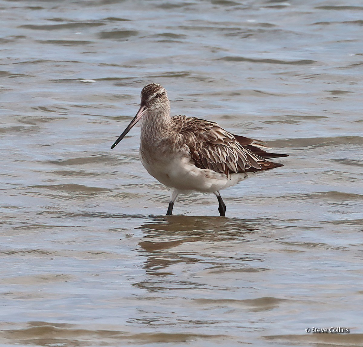 Bar-tailed Godwit (Siberian) - ML615132909