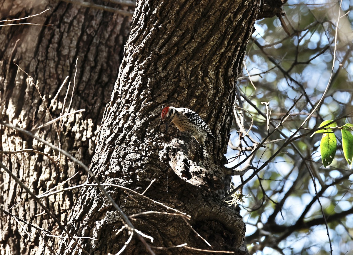 Ladder-backed Woodpecker - ML615132914