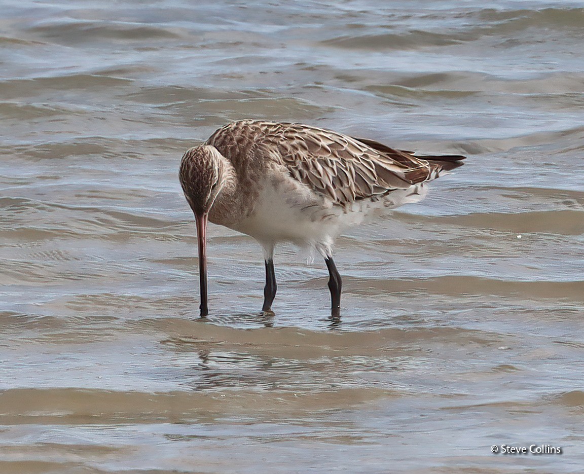 Bar-tailed Godwit (Siberian) - ML615132915