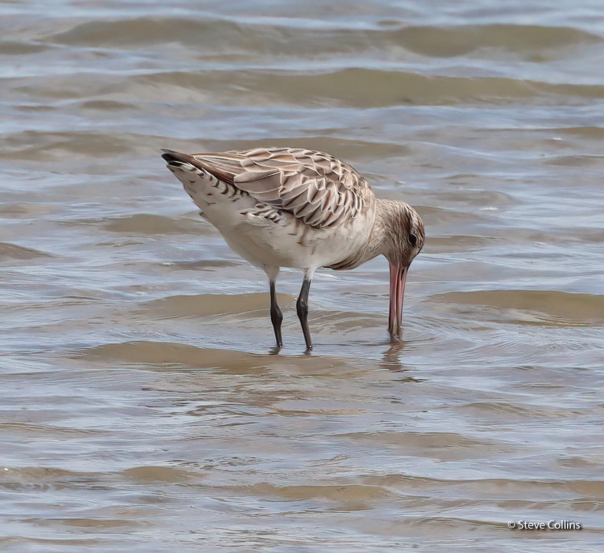 Bar-tailed Godwit (Siberian) - ML615132916
