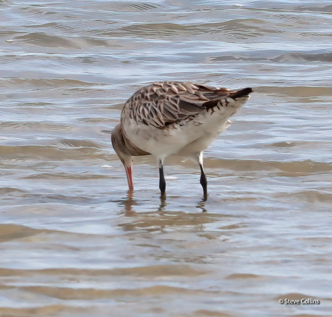 Bar-tailed Godwit (Siberian) - ML615132917