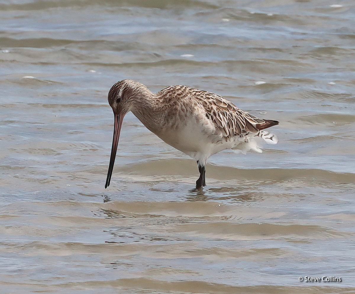 Bar-tailed Godwit (Siberian) - ML615132918