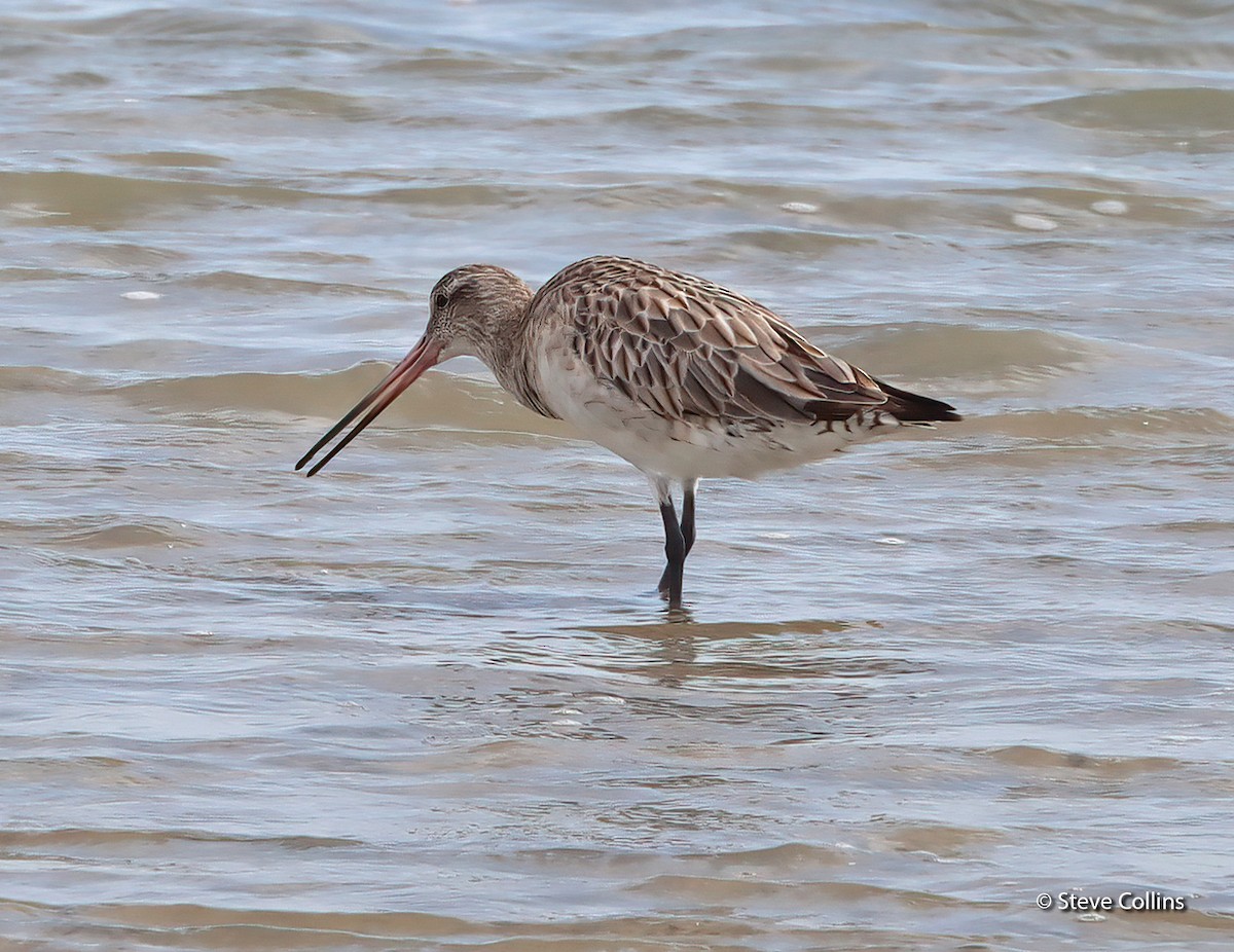 Bar-tailed Godwit (Siberian) - ML615132919