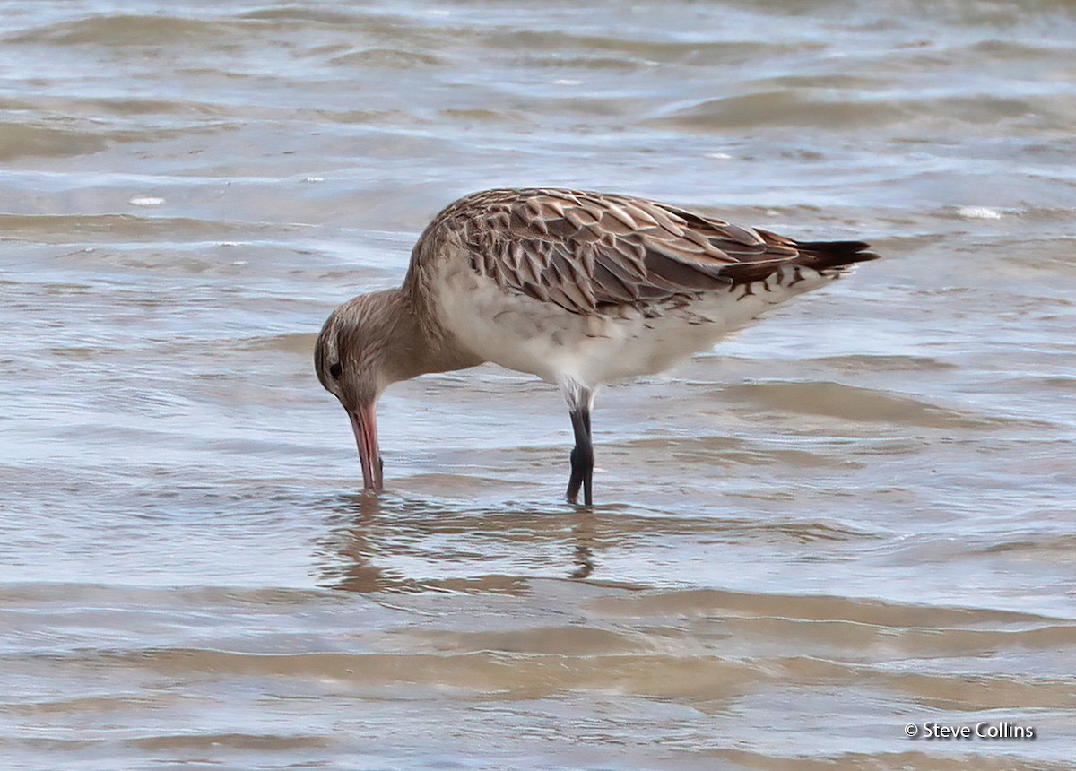 Bar-tailed Godwit (Siberian) - ML615132920