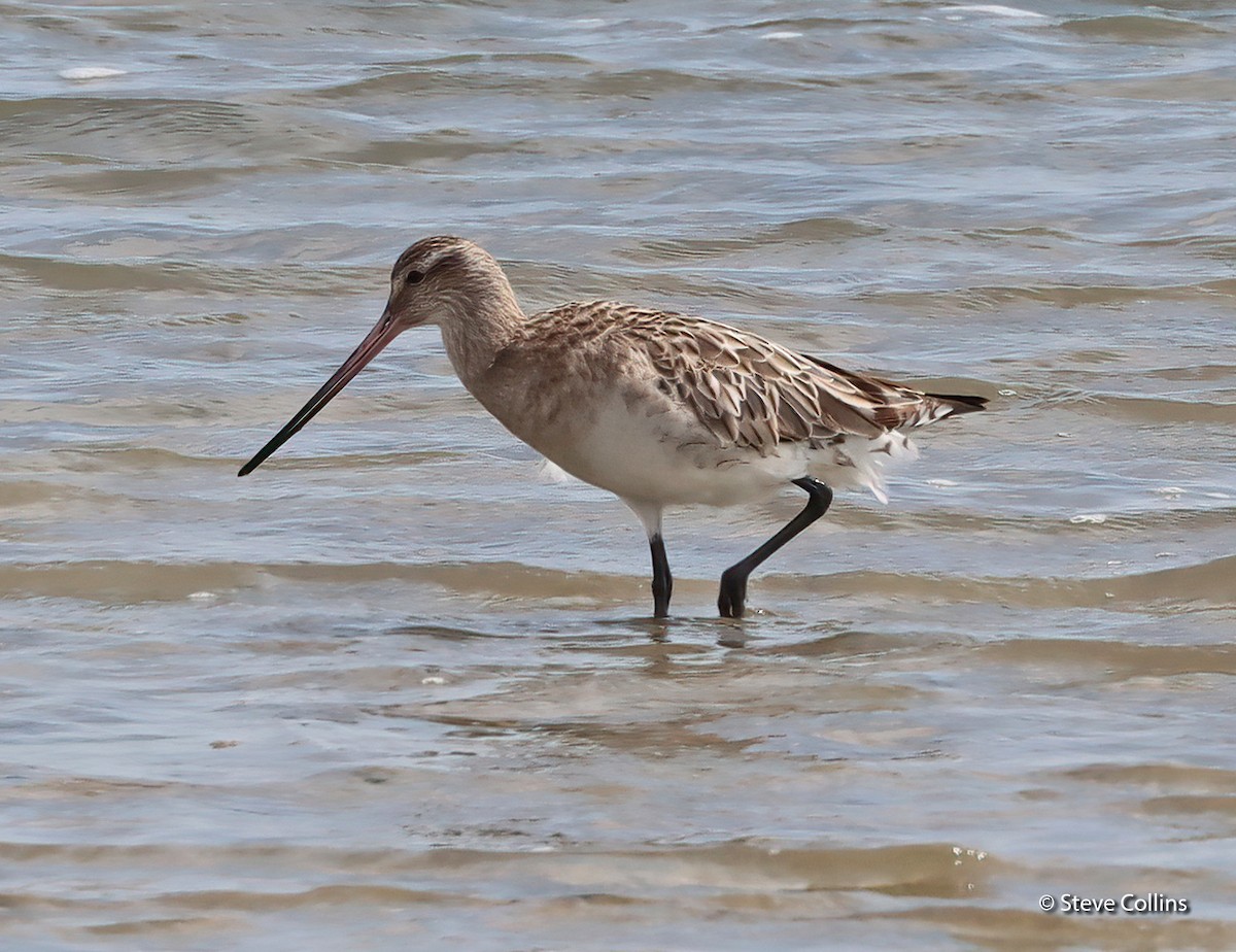 Bar-tailed Godwit (Siberian) - ML615132921
