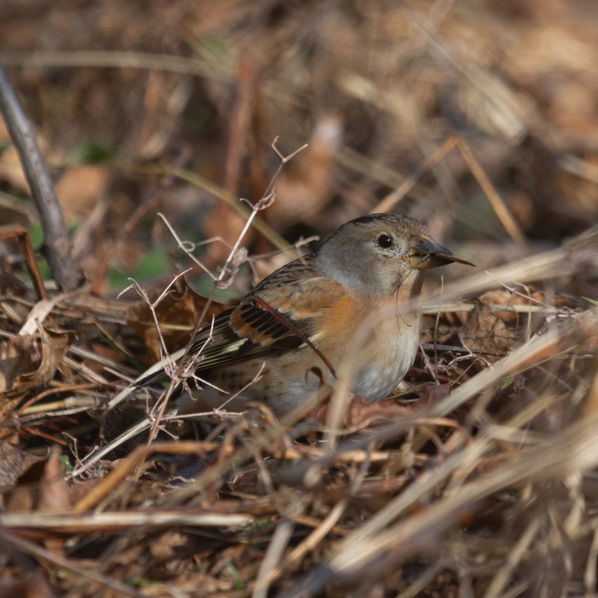 Brambling - ML615132932