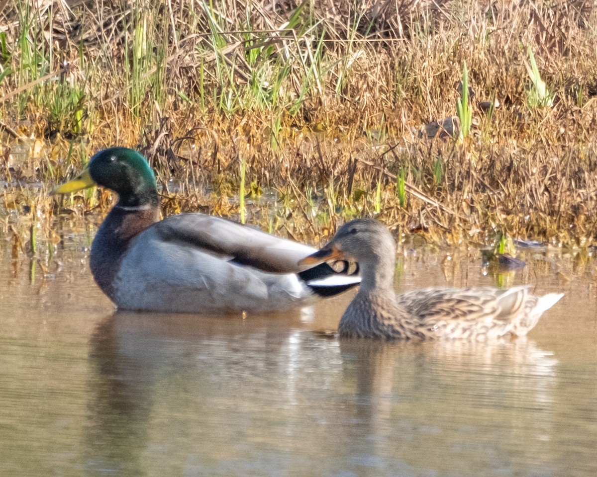 Canard colvert - ML615132953