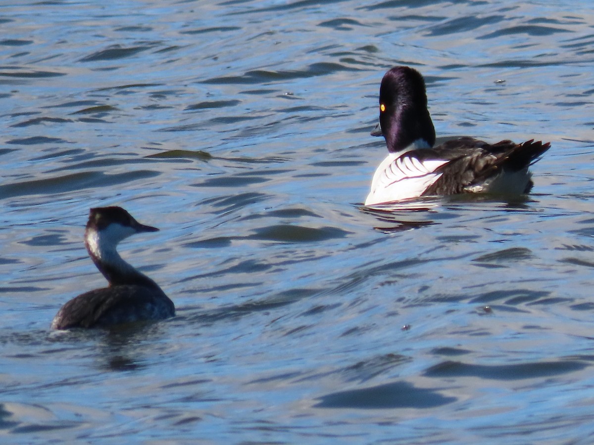 Horned Grebe - ML615132954