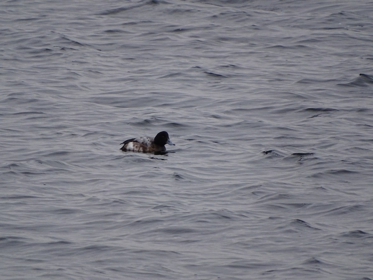 Greater Scaup - ML615133108