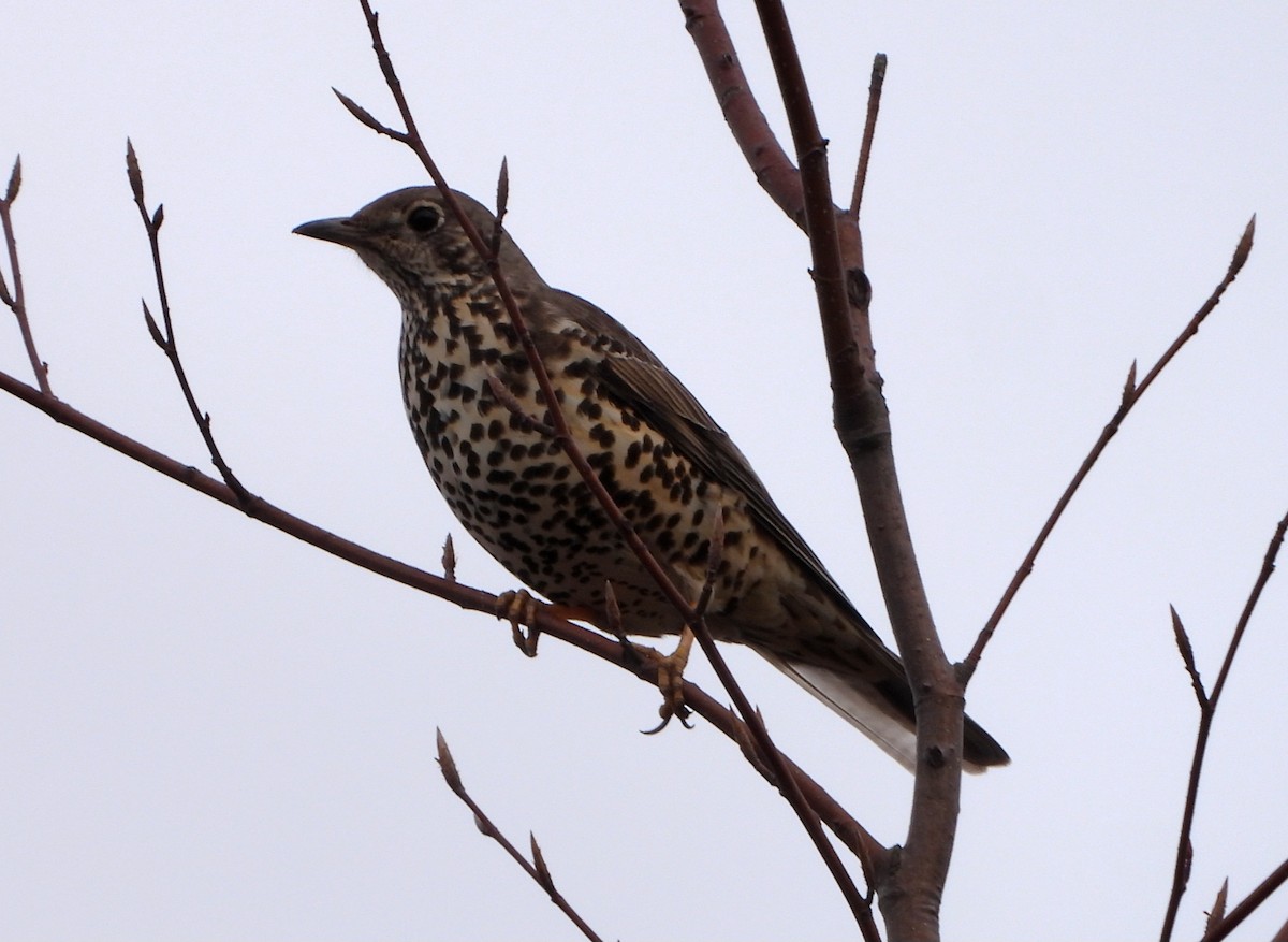 Бужмаг хөөндэй - ML615133132