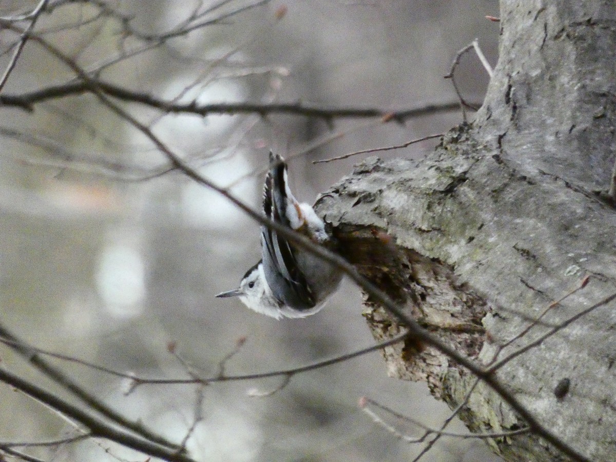 White-breasted Nuthatch - ML615133143