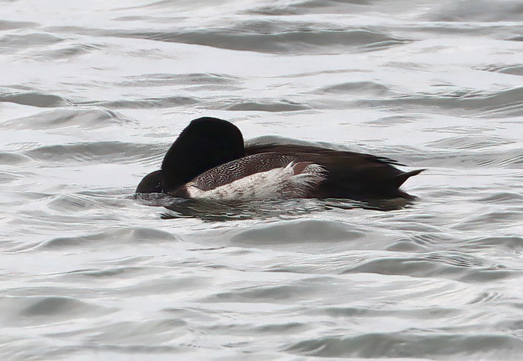 Lesser Scaup - ML615133162