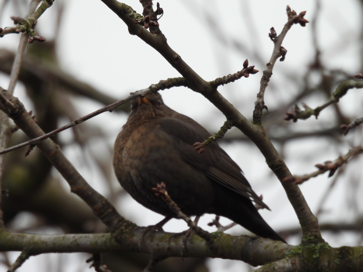 Eurasian Blackbird - ML615133209