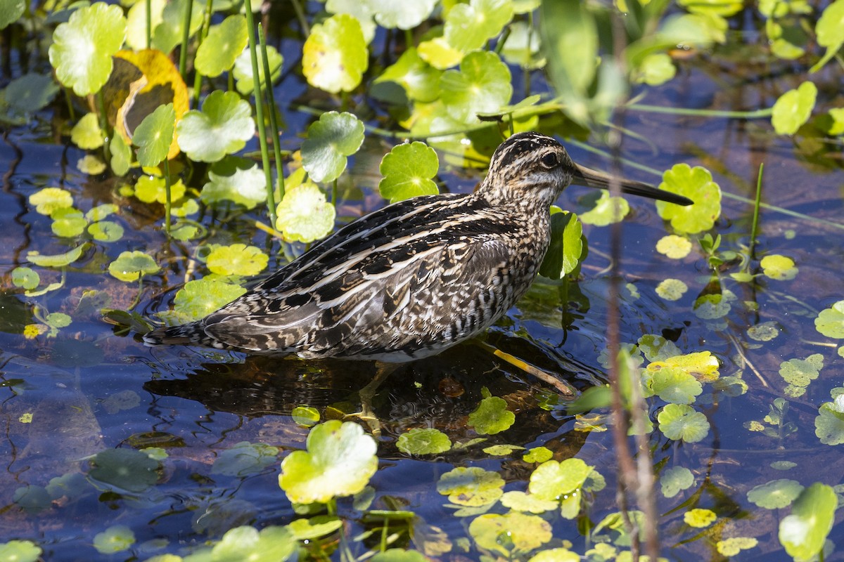 Wilson's Snipe - ML615133374