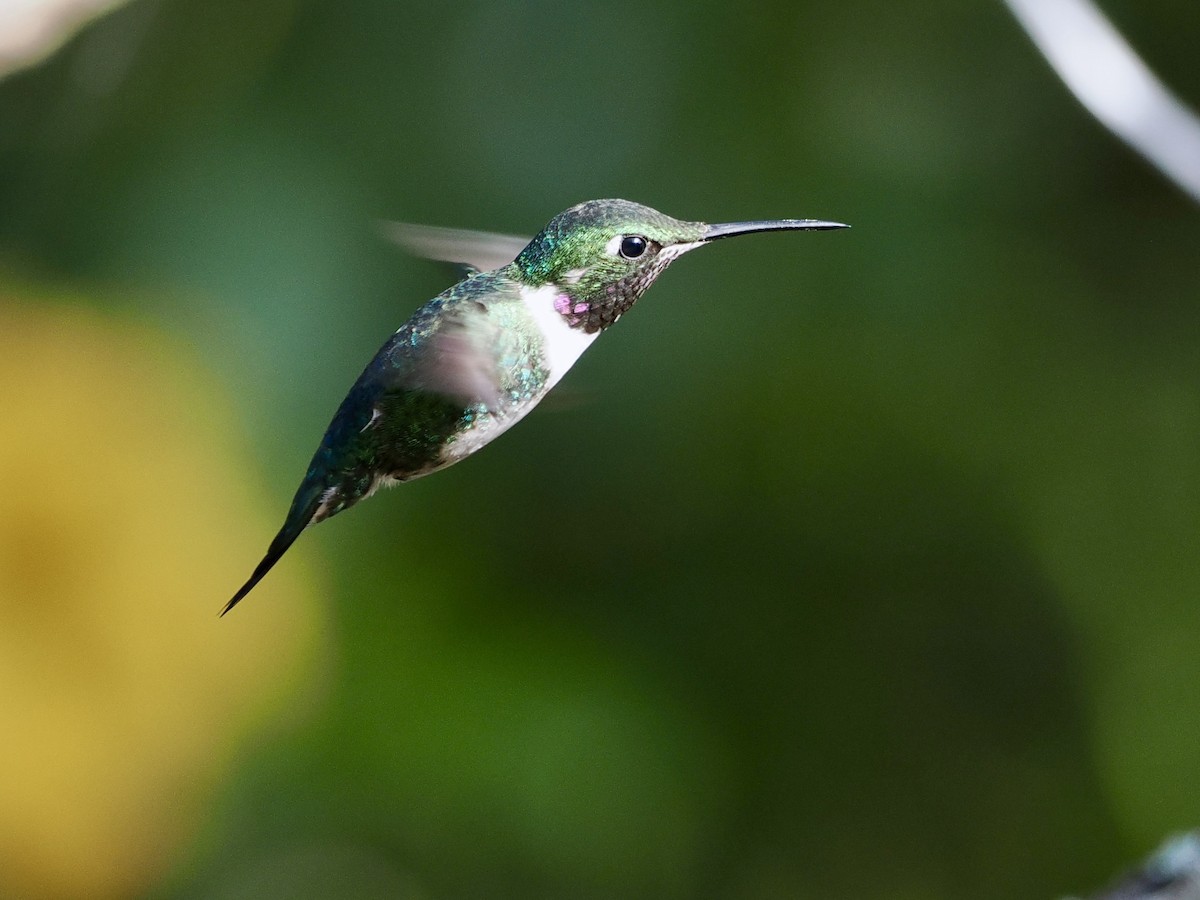 White-bellied Woodstar - ML615133407