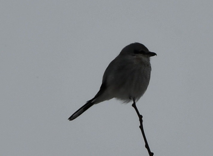 Northern Shrike - ML615133409