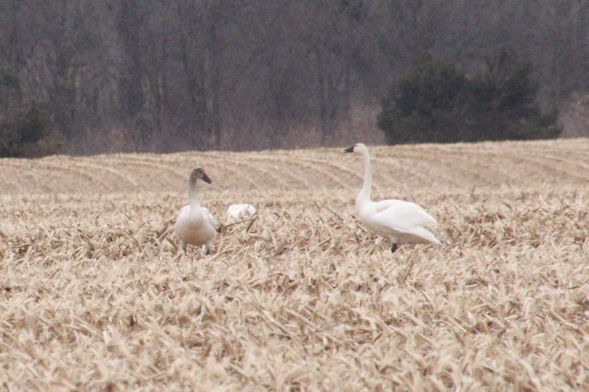 Tundra Swan - Keith Roath