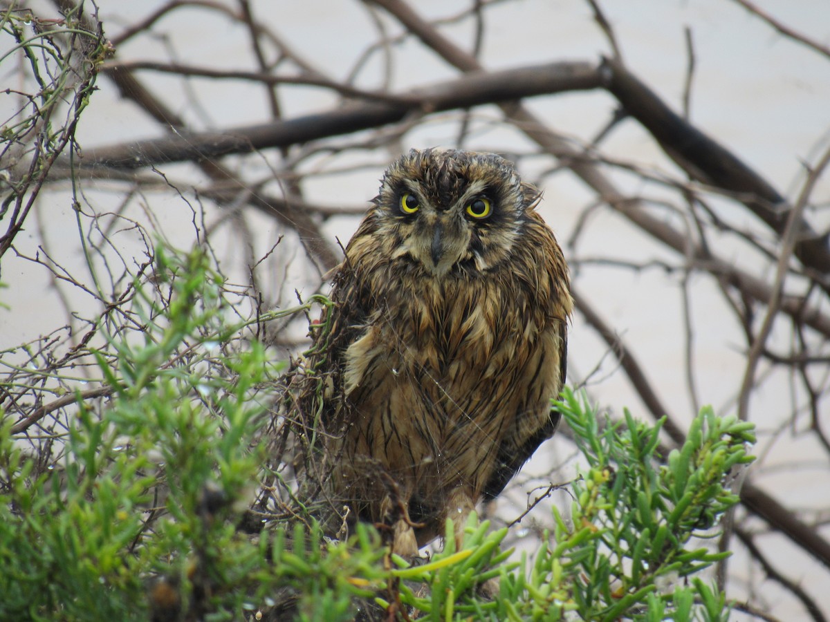 Short-eared Owl - Kalaimani Ayuthavel