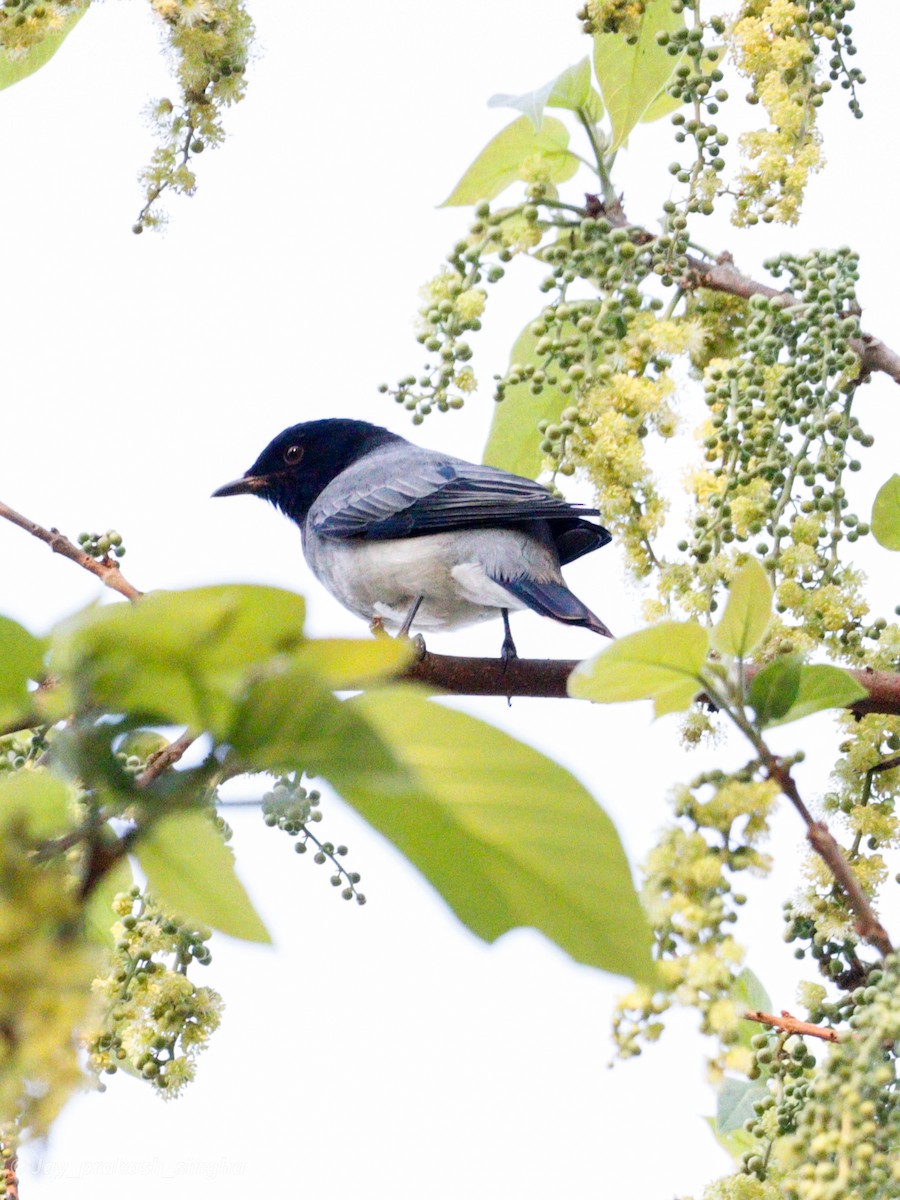 Black-headed Cuckooshrike - Jayaprakash Singha