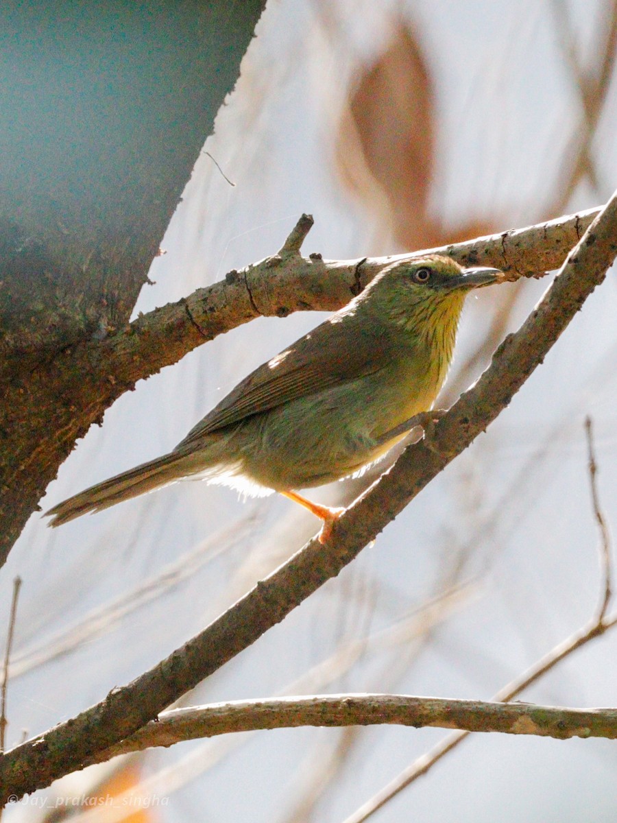 Pin-striped Tit-Babbler - Jayaprakash Singha