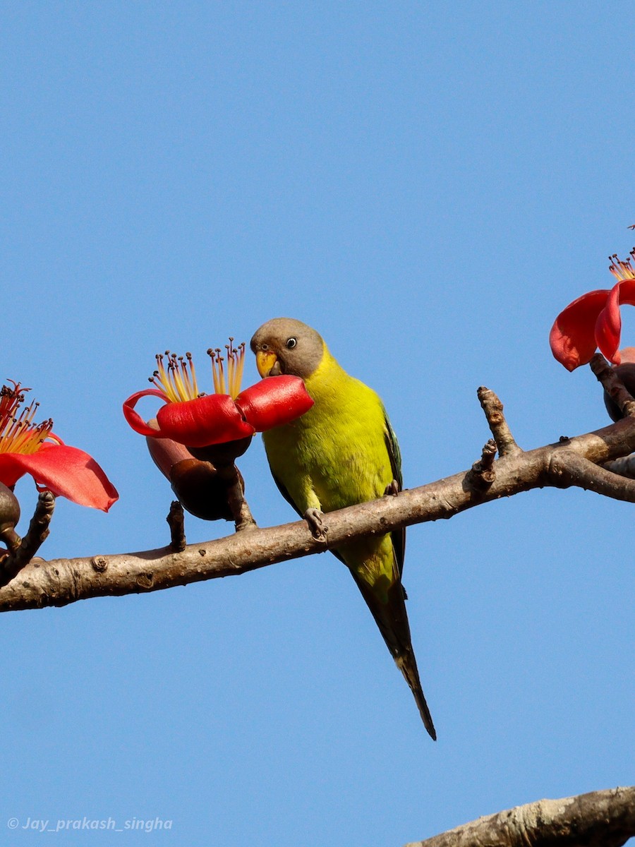 Rose-ringed Parakeet - Jayaprakash Singha