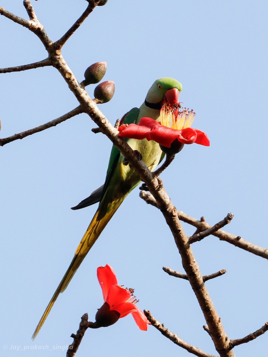 Alexandrine Parakeet - Jayaprakash Singha