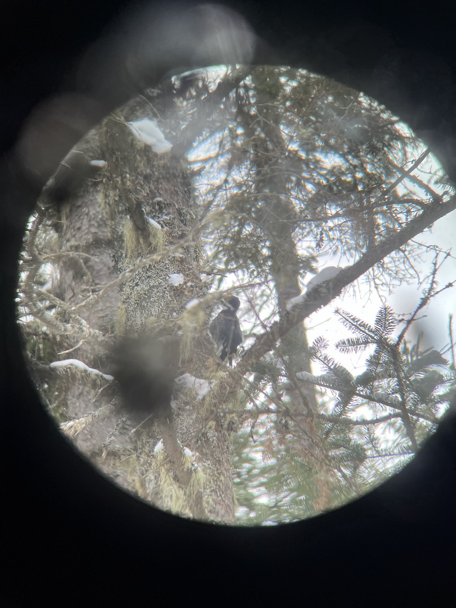 Black-backed Woodpecker - ML615133788