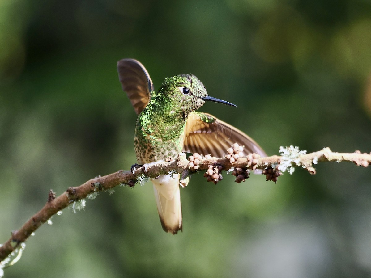 Buff-tailed Coronet - ML615133800