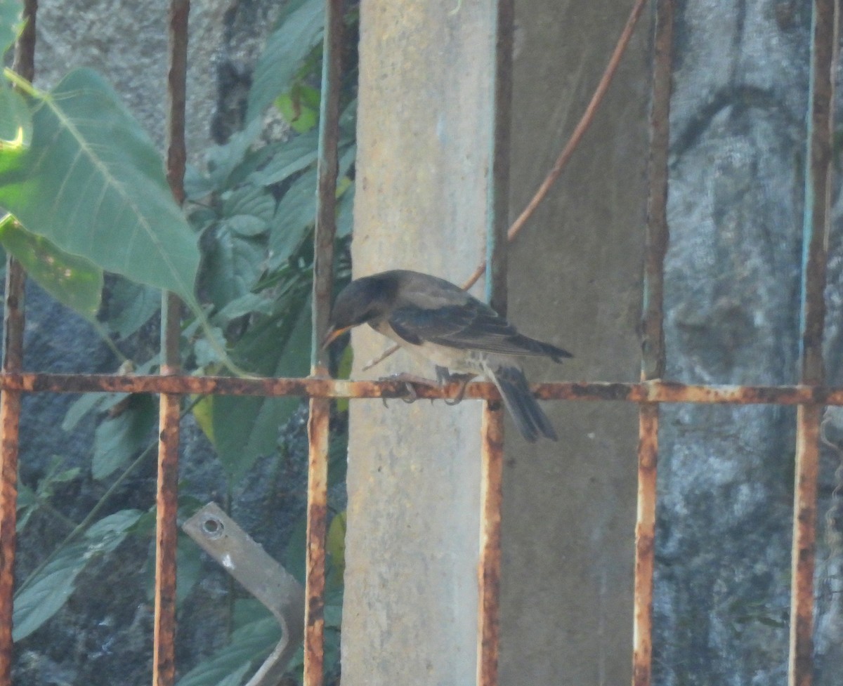 Rosy Starling - ML615133809