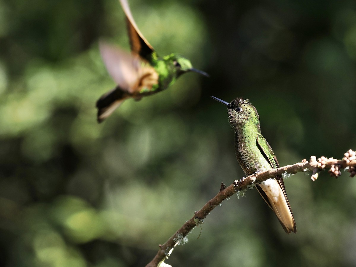 Buff-tailed Coronet - ML615133810