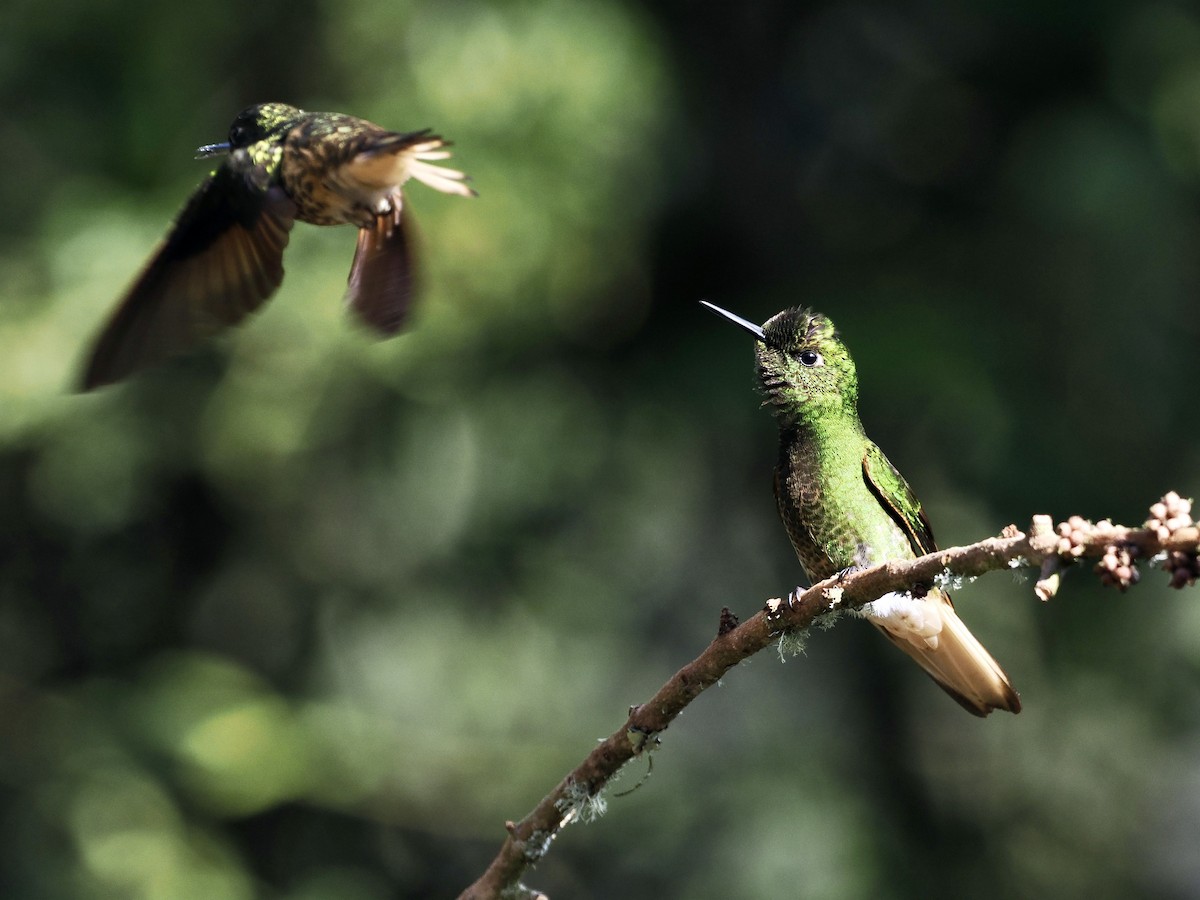 Buff-tailed Coronet - ML615133811