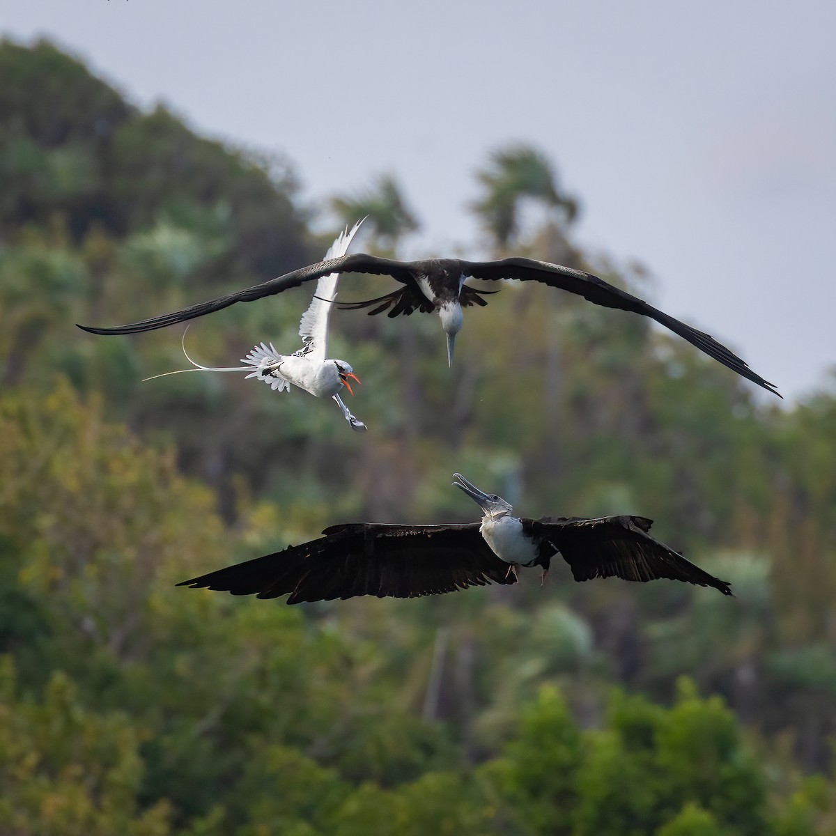 Magnificent Frigatebird - Al Henderson