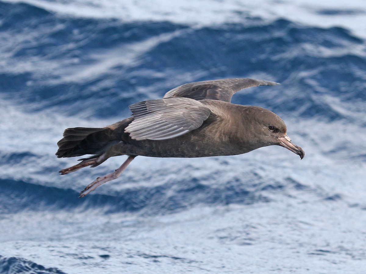 Flesh-footed Shearwater - ML615133935
