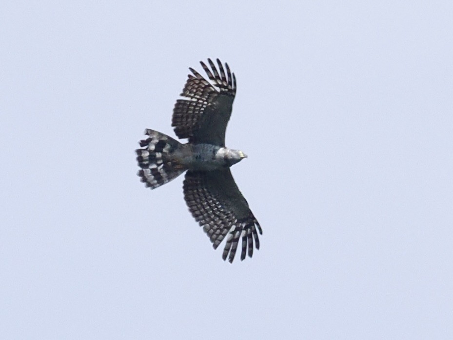 Hook-billed Kite (Hook-billed) - ML615133937