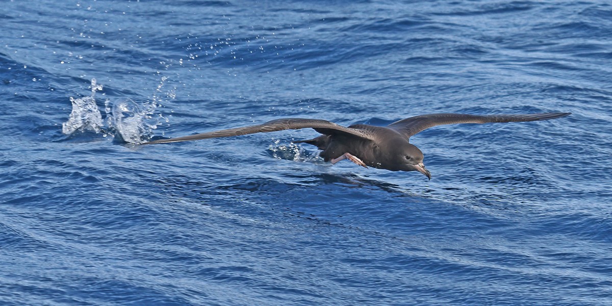 Flesh-footed Shearwater - ML615133942