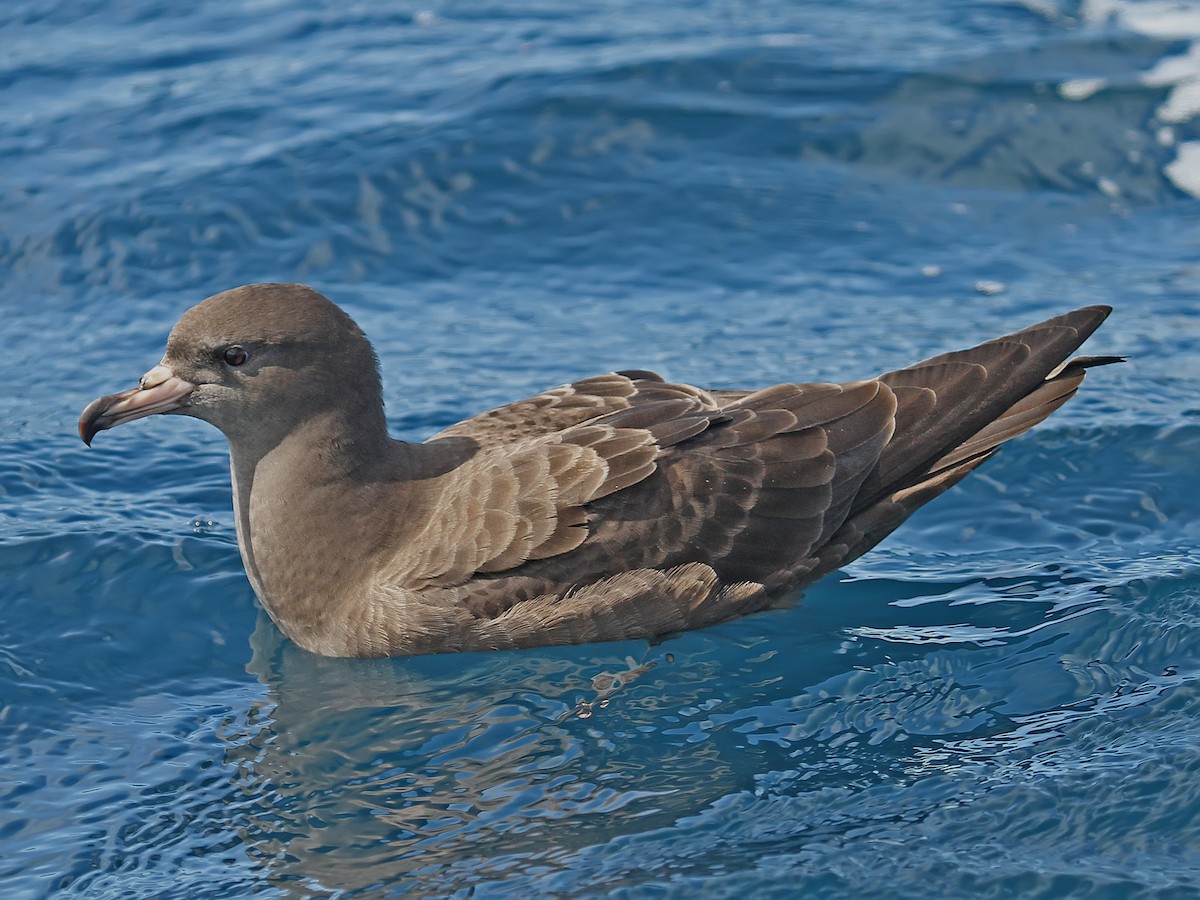 Flesh-footed Shearwater - ML615133943