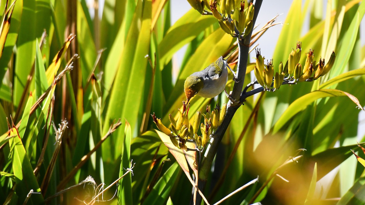 Silvereye - ML615133966