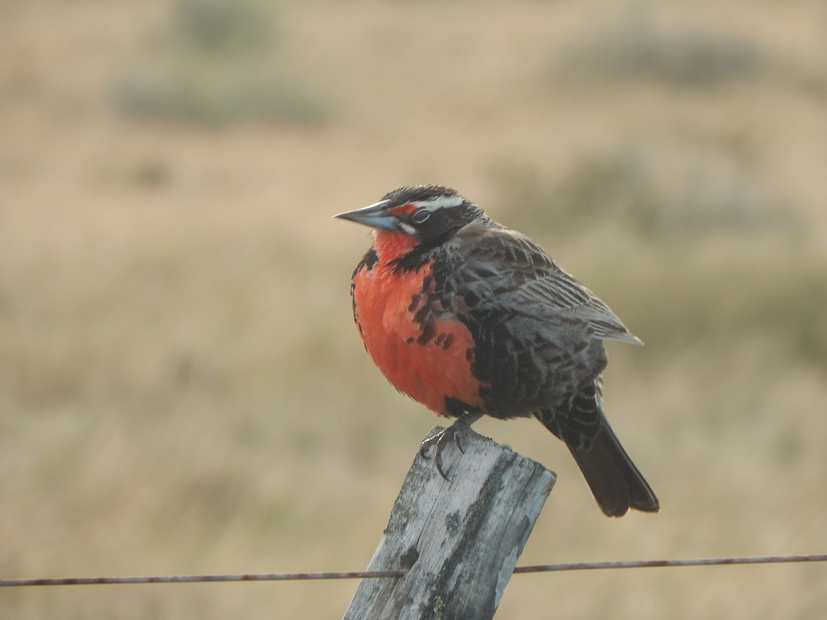 Long-tailed Meadowlark - ML615133972