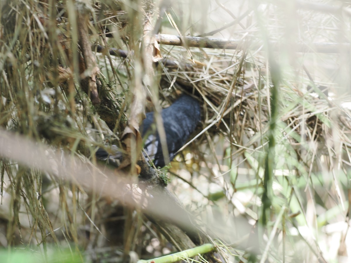 Blackish Tapaculo (Blackish) - Gabriel Willow