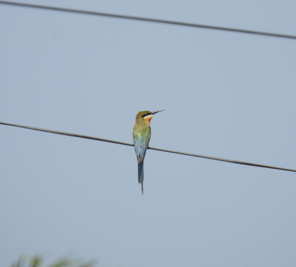 Blue-tailed Bee-eater - ML615133990