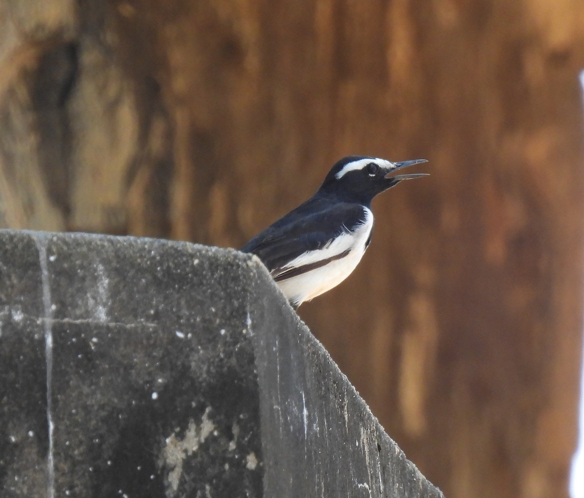 White-browed Wagtail - ML615133994