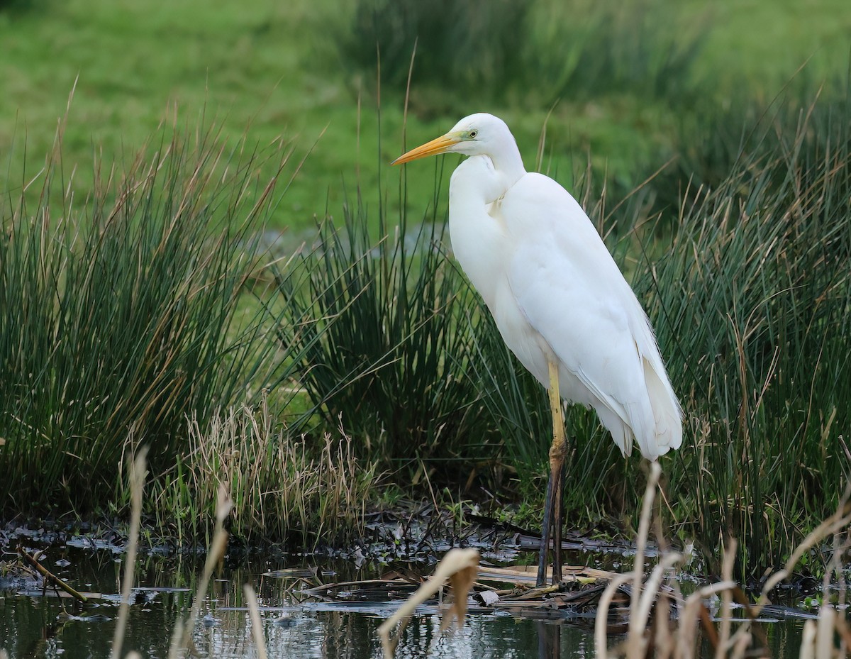 Great Egret - ML615134056