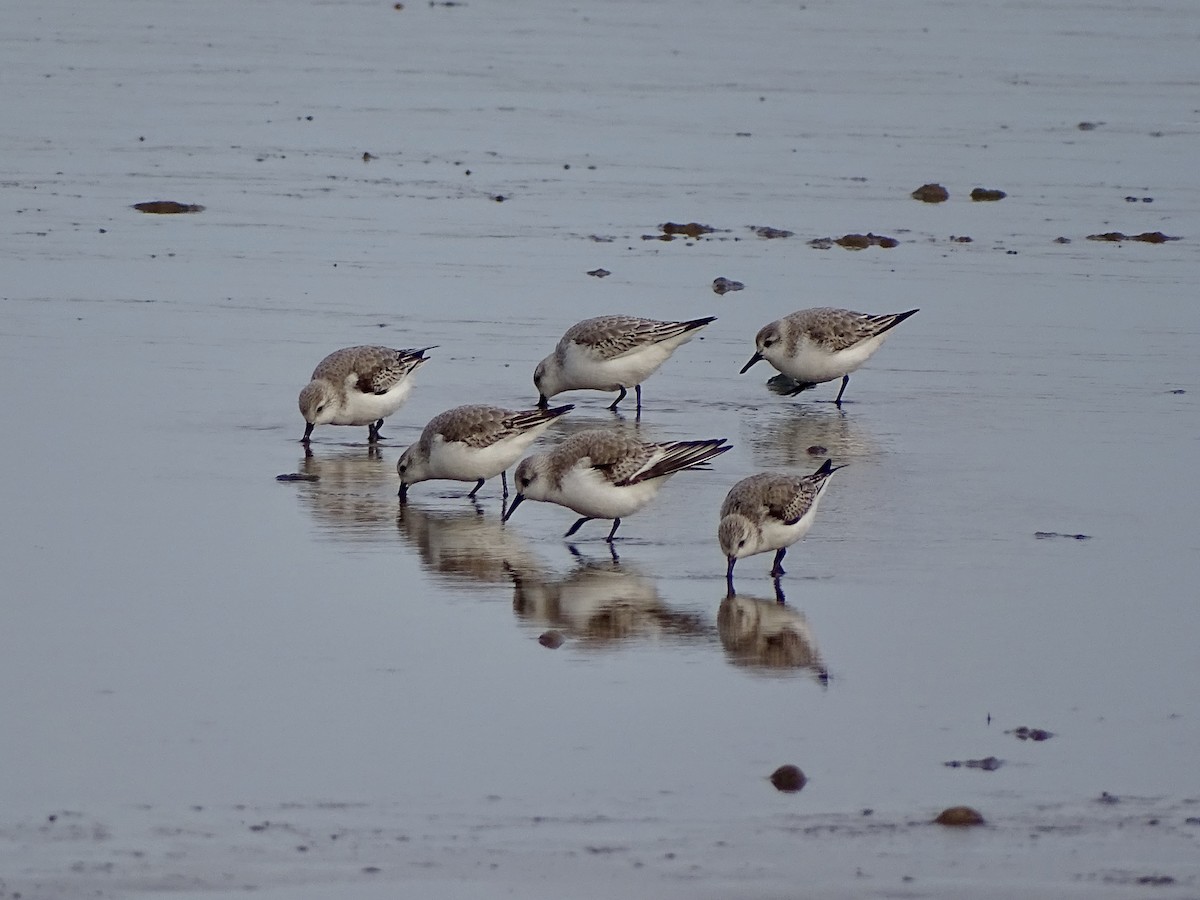 Sanderling - Malte Vermeer