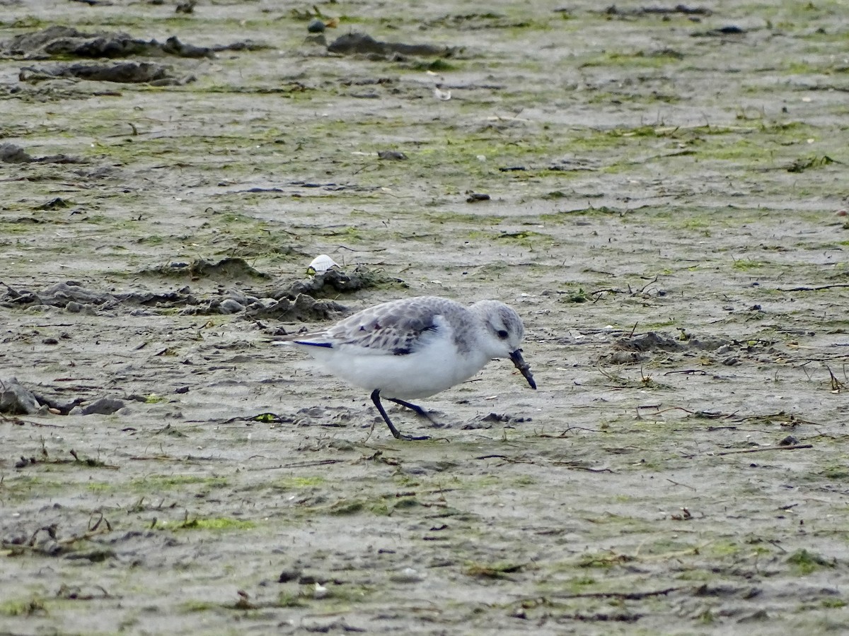 Sanderling - ML615134095