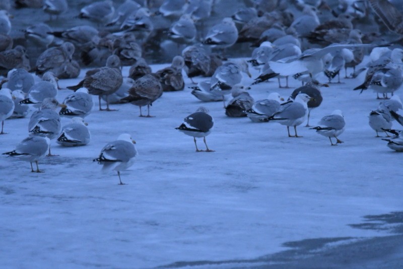 Lesser Black-backed Gull - ML615134100