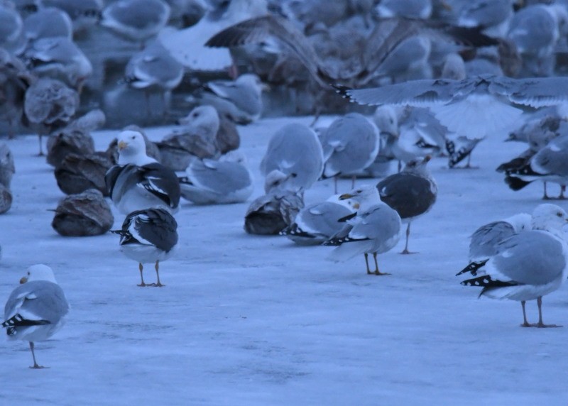 Lesser Black-backed Gull - Doug Daniels